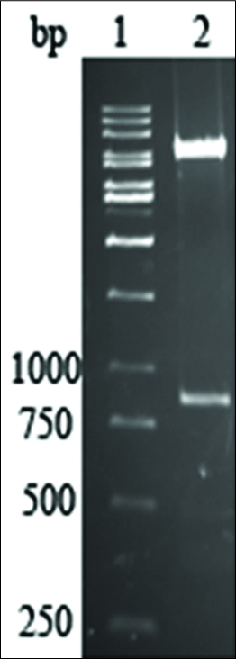 Double digestion of extracted plasmid DNA with KpnI and NotI yielded two fragments on a 1% agarose gel, representing linear vector pcDNA3.1/V5-His-TOPO and human BMP7 gene, respectively