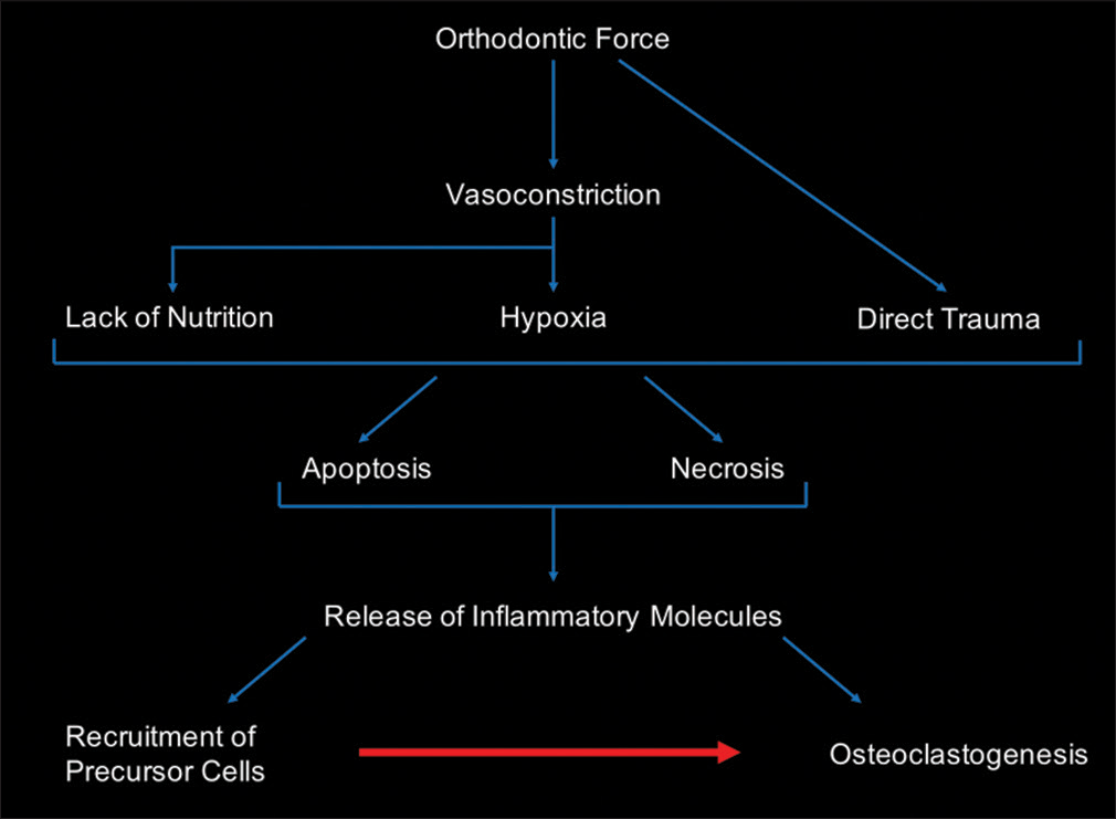 Diagram of cellular events in the compression side in response to application of orthodontic force