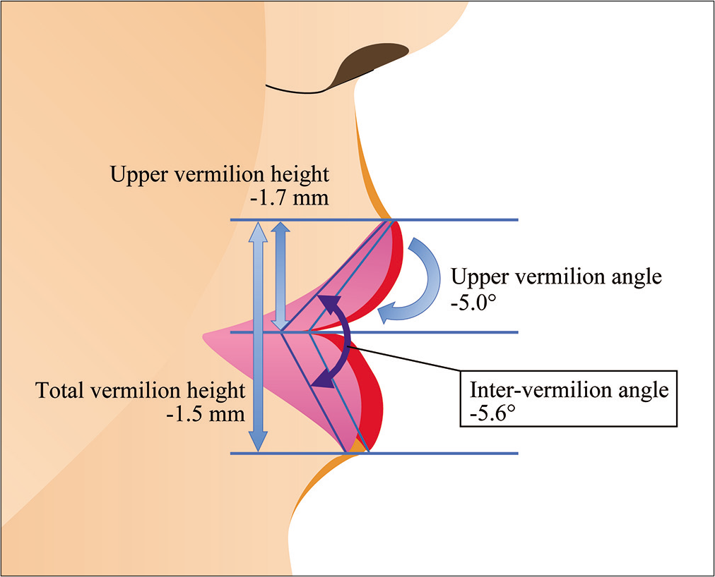 Changes in the upper and lower vermilion lips before and after orthodontic treatment (vertical changes, rotation changes).