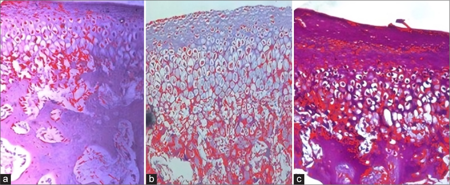 Assessment of prostaglandin content (a) control group treated with saline only; (b) experimental group treated with appliance only; and (c) experimental group treated with appliance and growth factor injection. (Magnification 1000X).